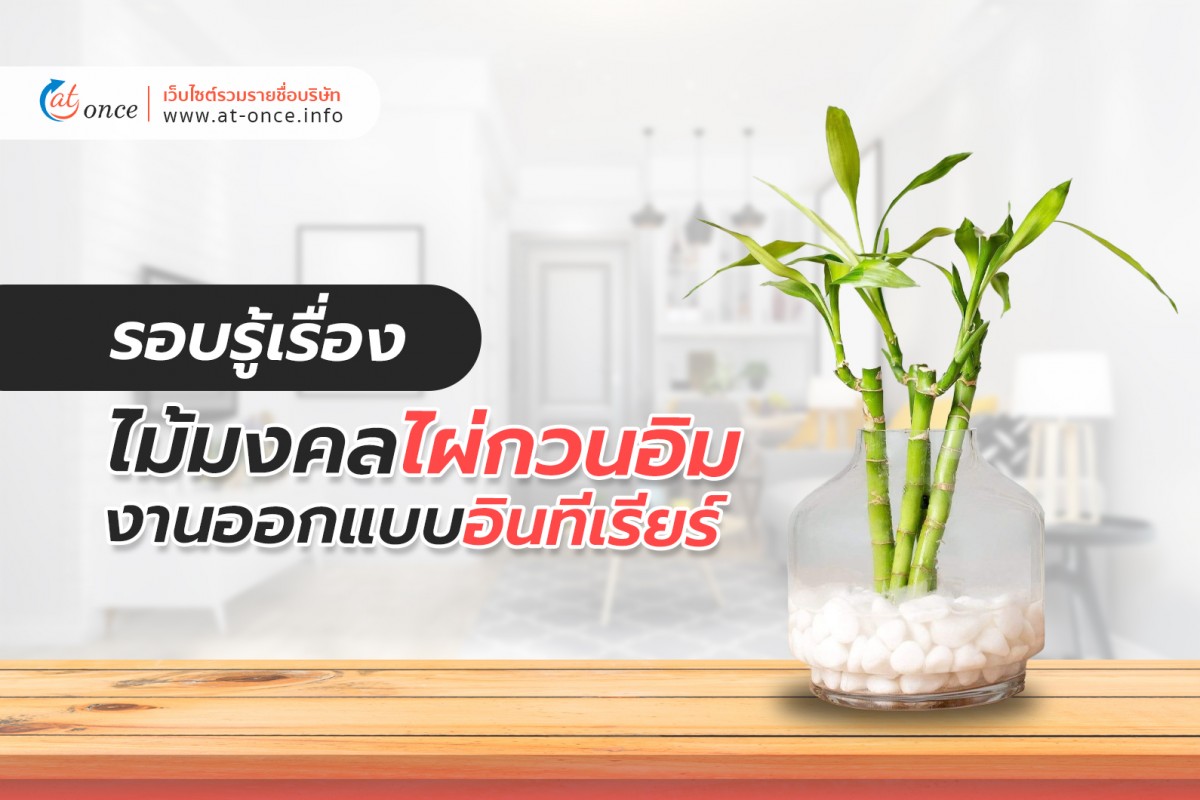รอบรู้เรื่องไม้มงคล ไผ่กวนอิม กับ งานออกแบบอินทีเรียร์