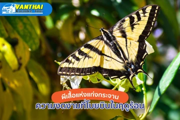 凯恩克拉昌的蝴蝶：夏季飞舞的美丽