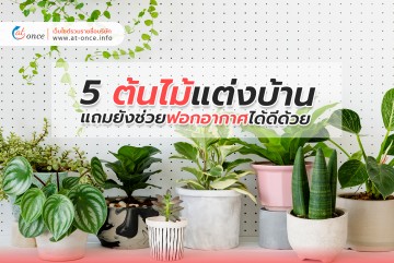 5 ต้นไม้แต่งบ้าน แถมยังช่วยฟอกอากาศได้ดีด้วย