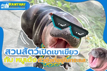 考喀尤开放动物园与流行的「猪肉饺子」河马