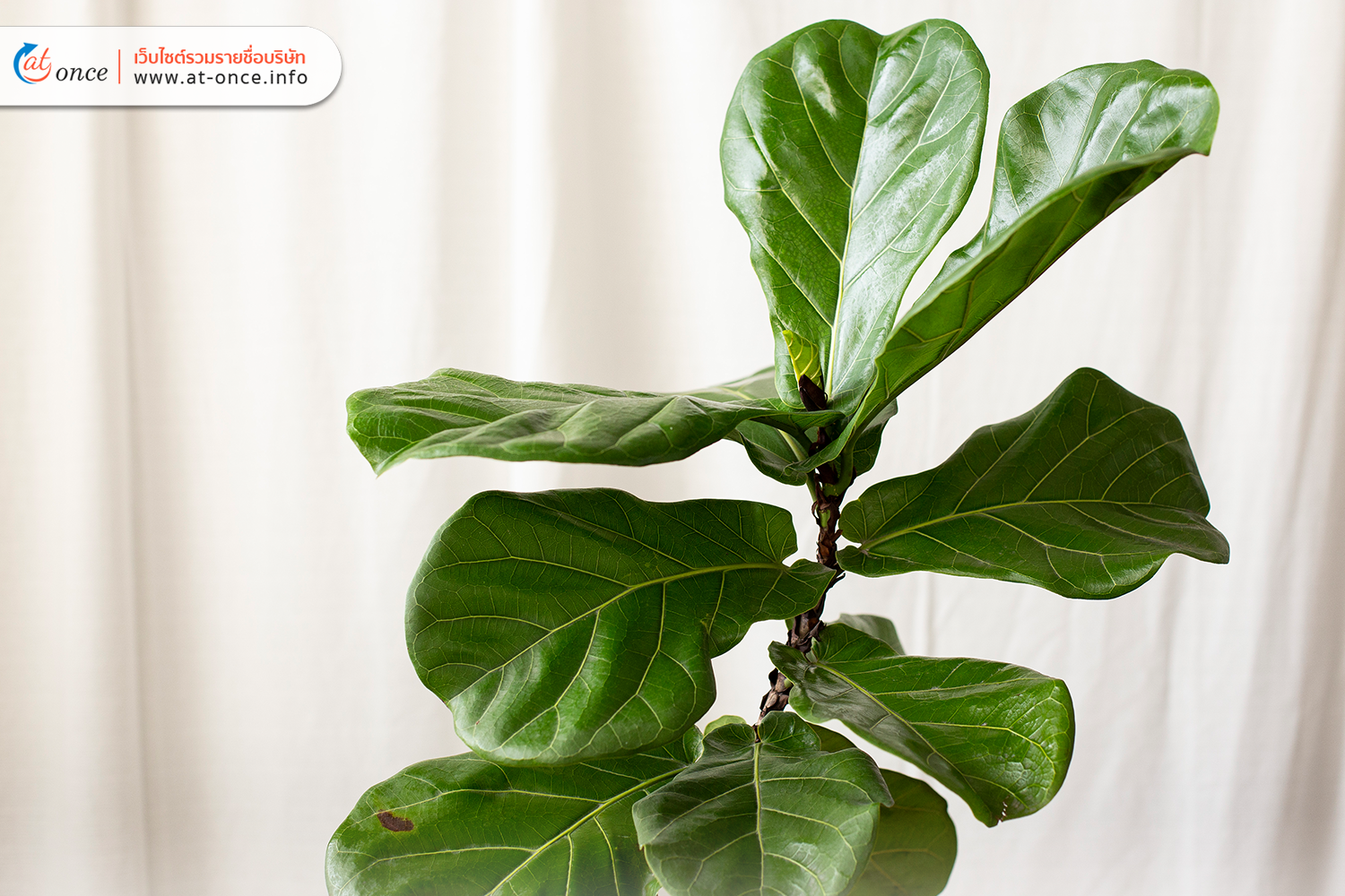 ต้นไม้สำหรับการตกแต่งบ้าน