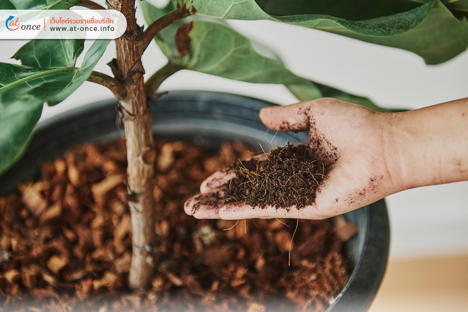 การให้ปุ๋ย