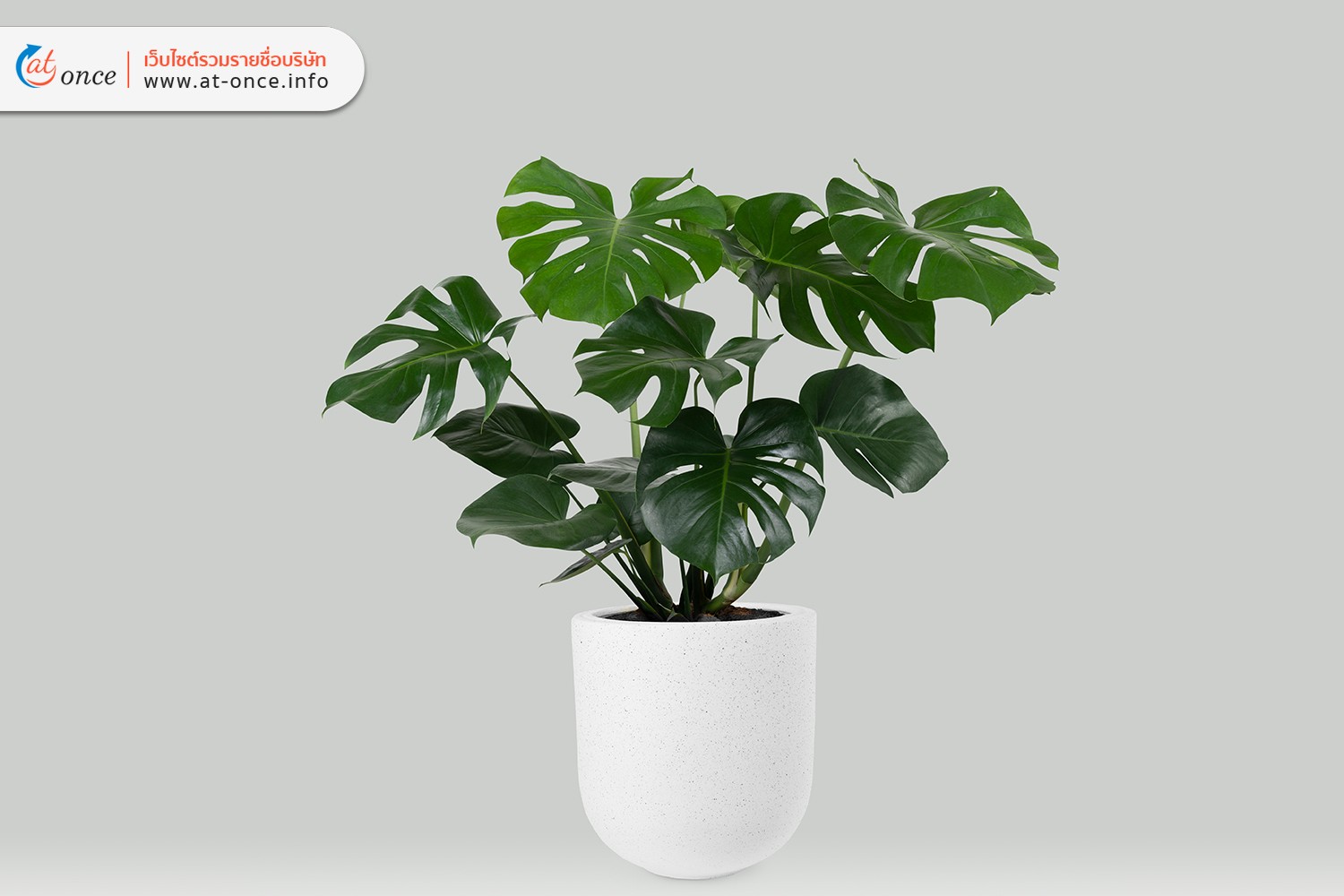 Monstera