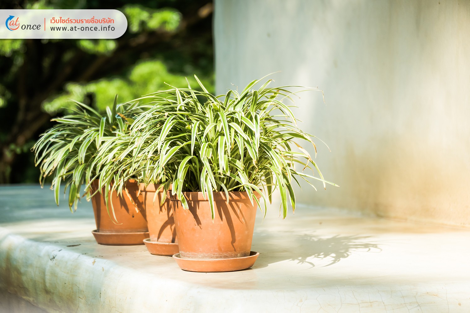 Spider Plant