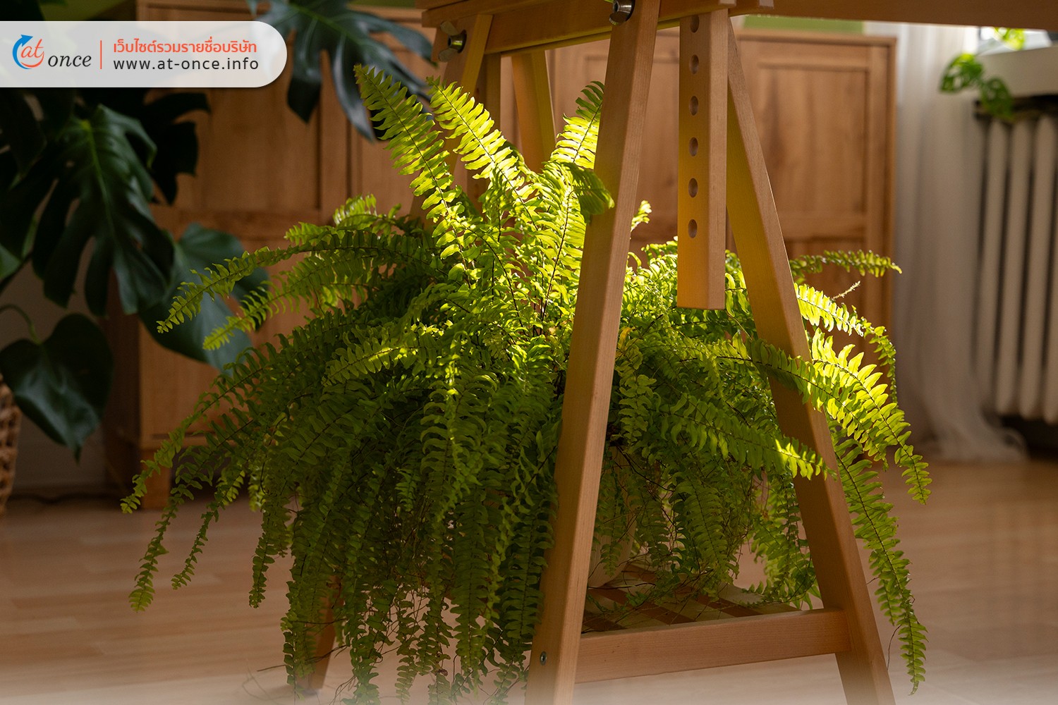 Boston Fern