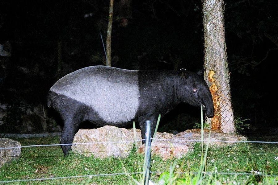 Night Safari