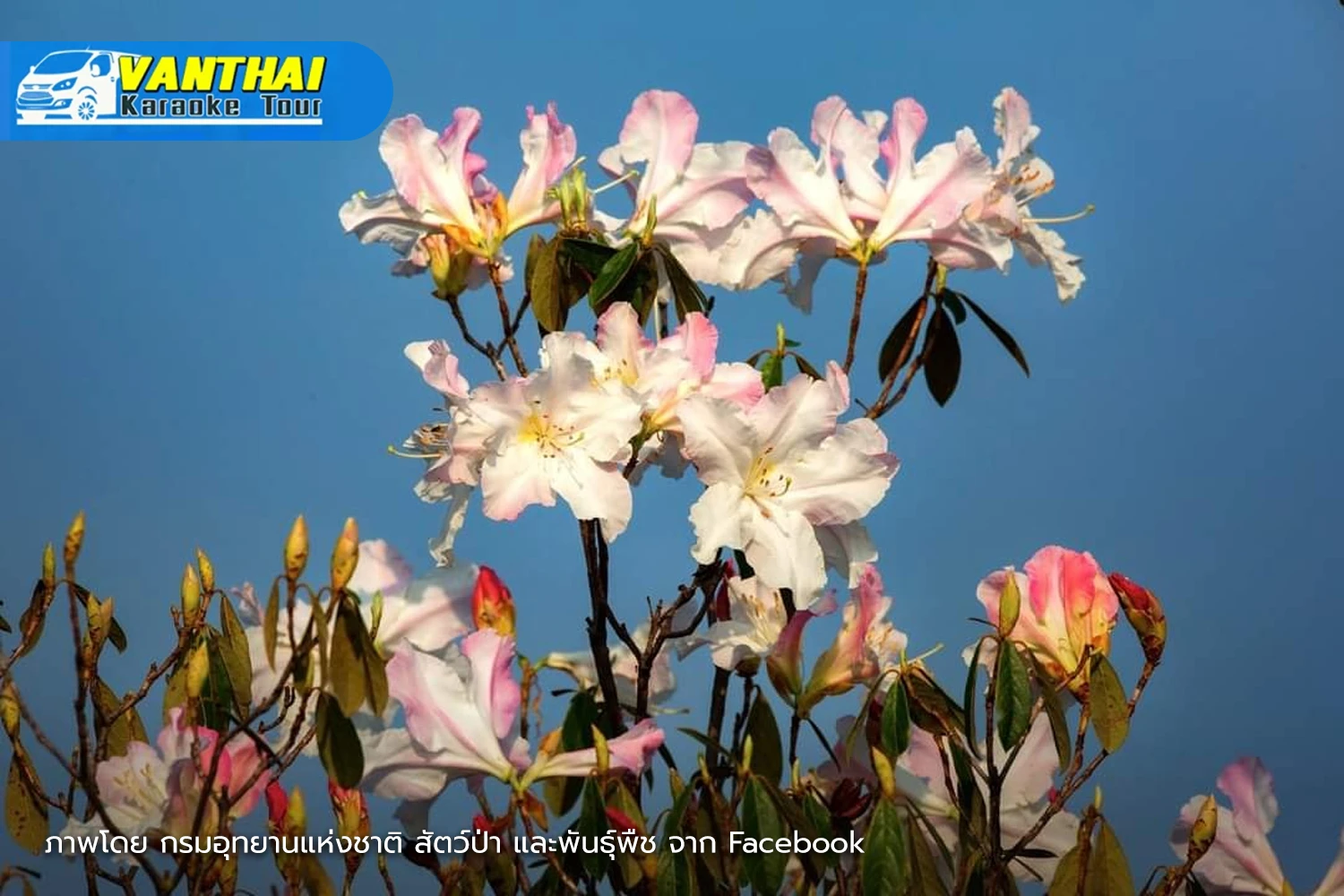 กุหลาบขาว อุทยานแห่งชาติภูหินร่องกล้า จังหวัดพิษณุโลก