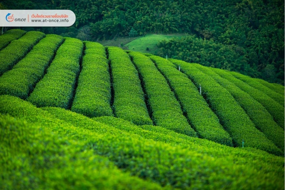 tea-plantation