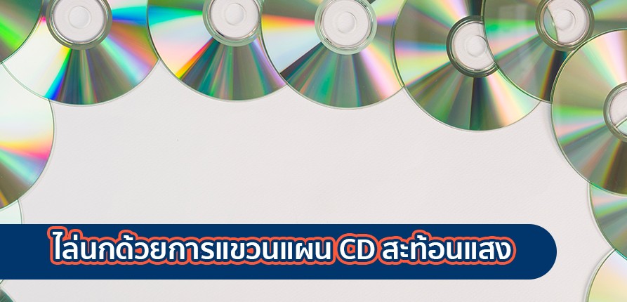 ไล่นกด้วยการแขวนแผน CD สะท้อนแสง