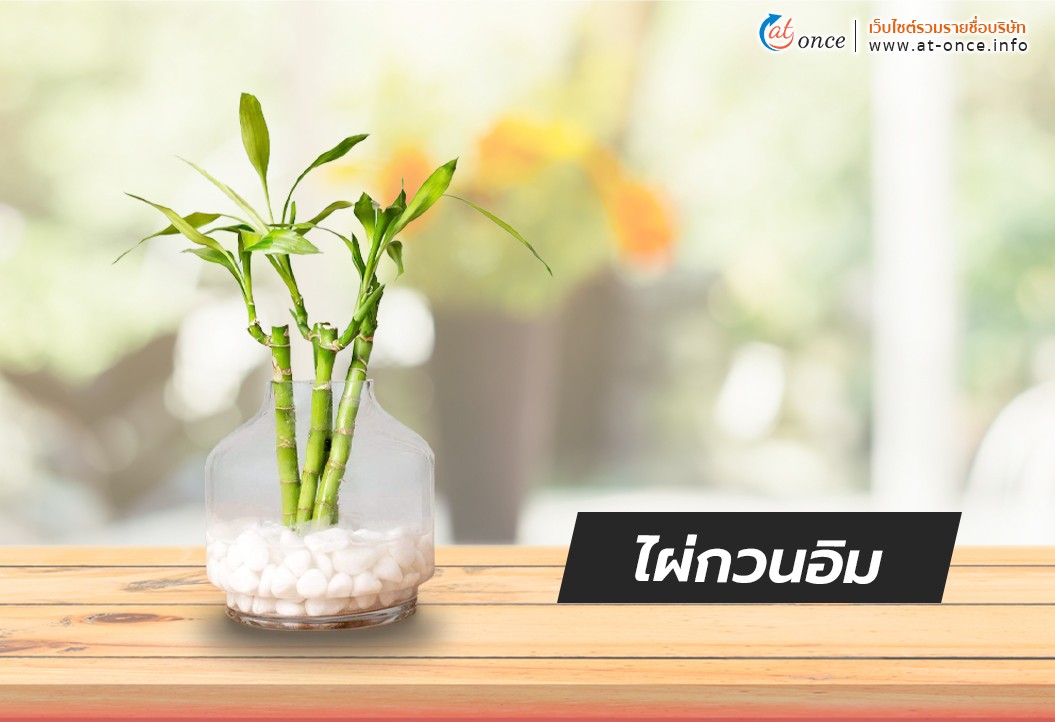 ไผ่กวนอิม