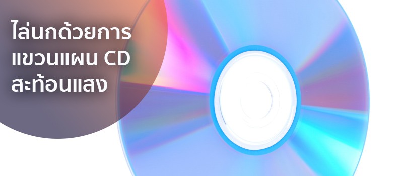 ไล่นกด้วยการแขวนแผน CD สะท้อนแสง