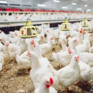 บริษัท คัมมิ่นส์ ดีเคเอสเอช (ประเทศไทย) จำกัด