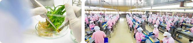 บริษัท ผลไม้กระป๋องประจวบ จำกัด