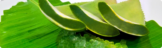 บริษัท ผลไม้กระป๋องประจวบ จำกัด