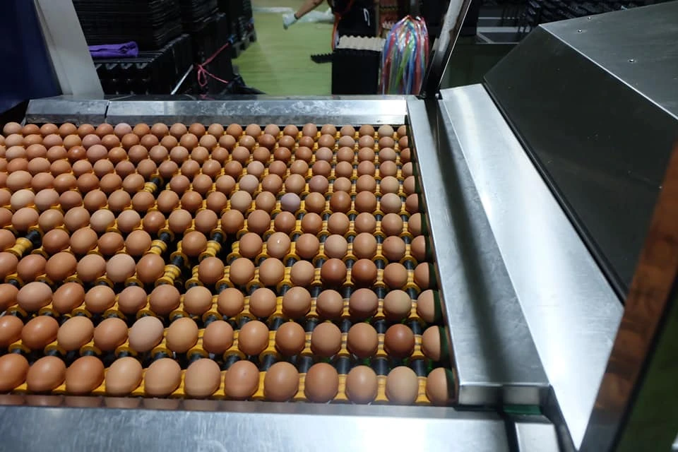 บริษัท อาร์.พี.เอ็ม. ฟาร์ม แอนด์ ฟีด จำกัด