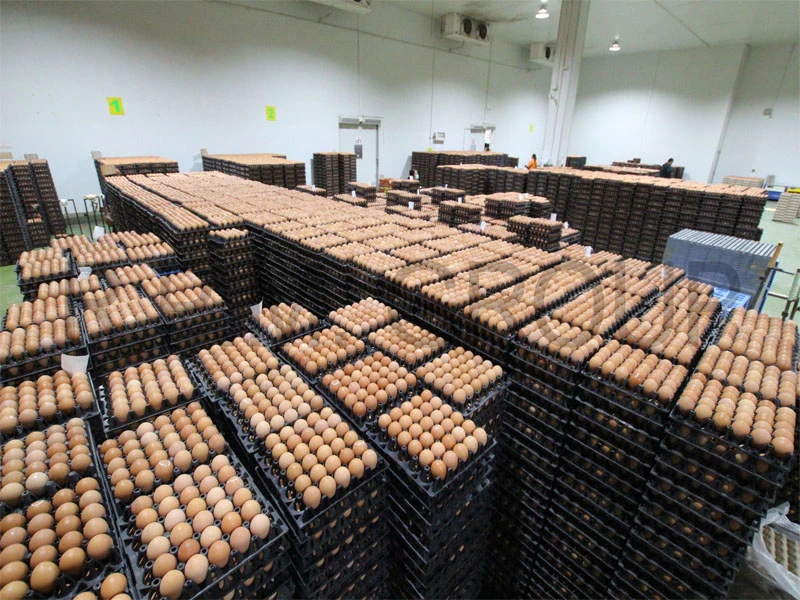 บริษัท อาร์.พี.เอ็ม. ฟาร์ม แอนด์ ฟีด จำกัด