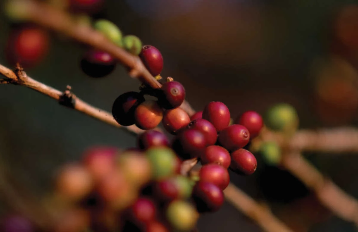 บริษัท เดอะคอฟฟี่เนอรี่ จำกัด