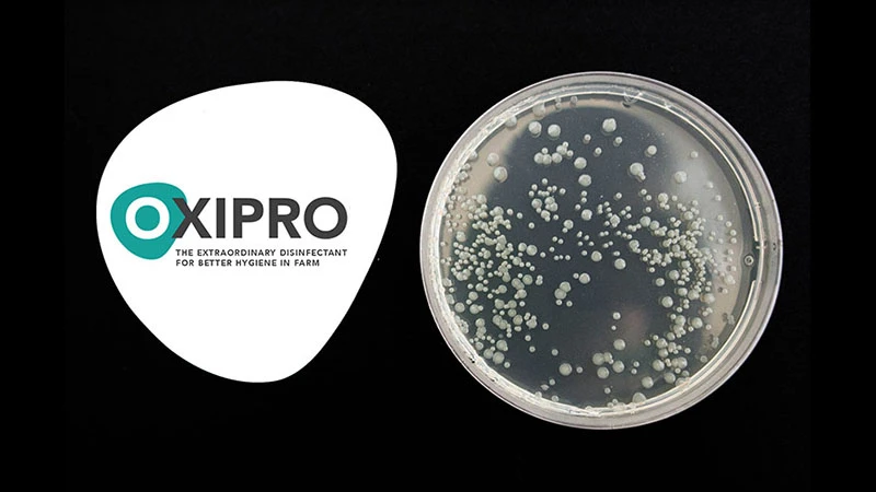 บริษัท แอนิมัล ซัพพลีเมนท์ แอนด์ ฟาร์มาซูติคอล จำกัด