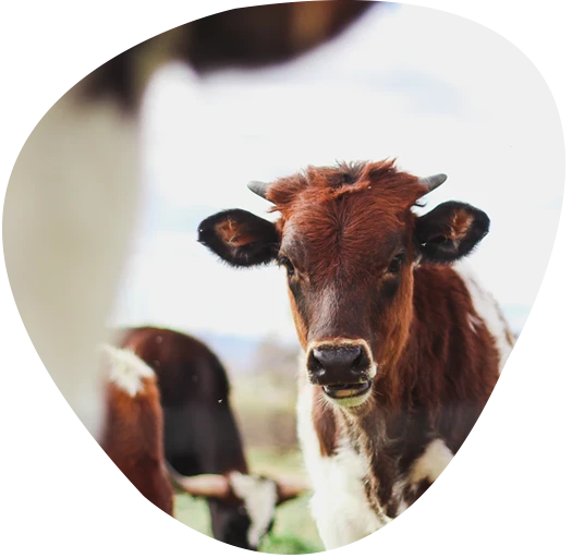 บริษัท แอนิมัล ซัพพลีเมนท์ แอนด์ ฟาร์มาซูติคอล จำกัด