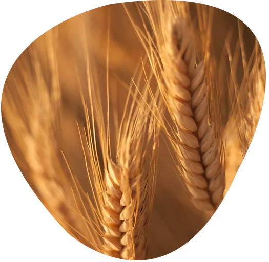 บริษัท แอนิมัล ซัพพลีเมนท์ แอนด์ ฟาร์มาซูติคอล จำกัด