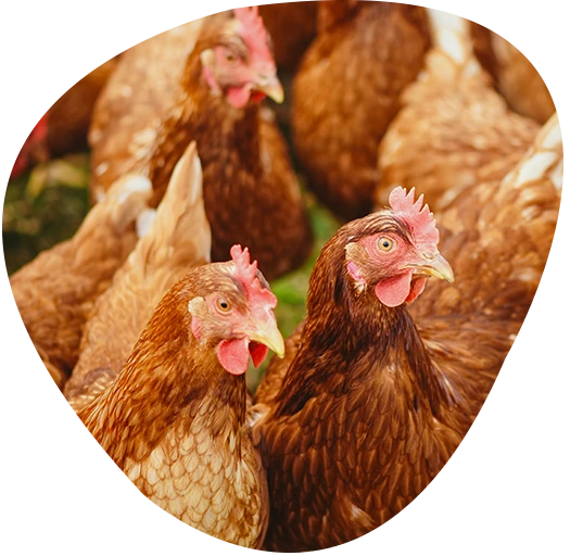 บริษัท แอนิมัล ซัพพลีเมนท์ แอนด์ ฟาร์มาซูติคอล จำกัด